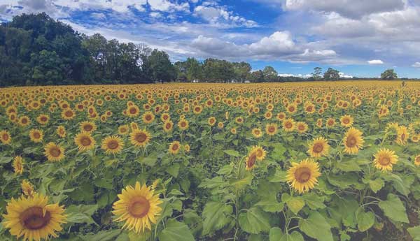 Yellow Springs