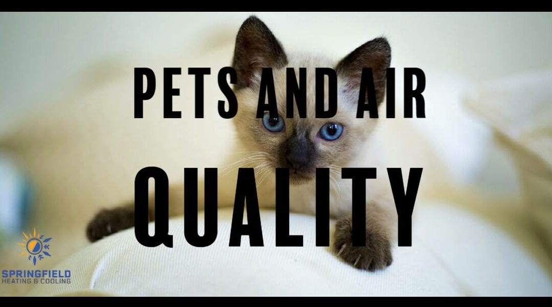 Pet Owners: How to Keep Pets and Keep Healthy Air Quality